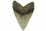 Fossil Megalodon Tooth - North Carolina #188230-2